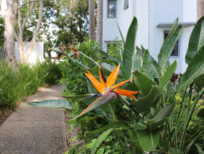 Tropical Gardens