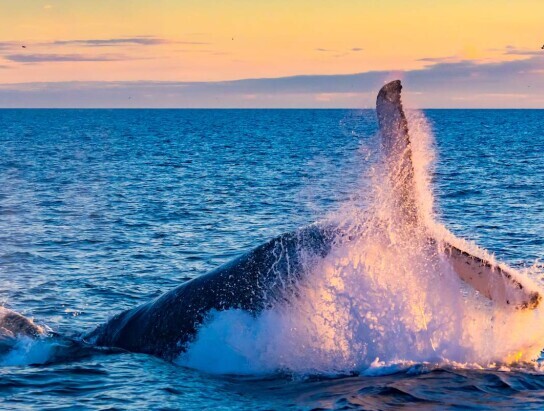 whale watching sunshine coast